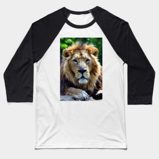 Asiatic Lion Panthera Leo Persica Big Cat Male Baseball T-Shirt